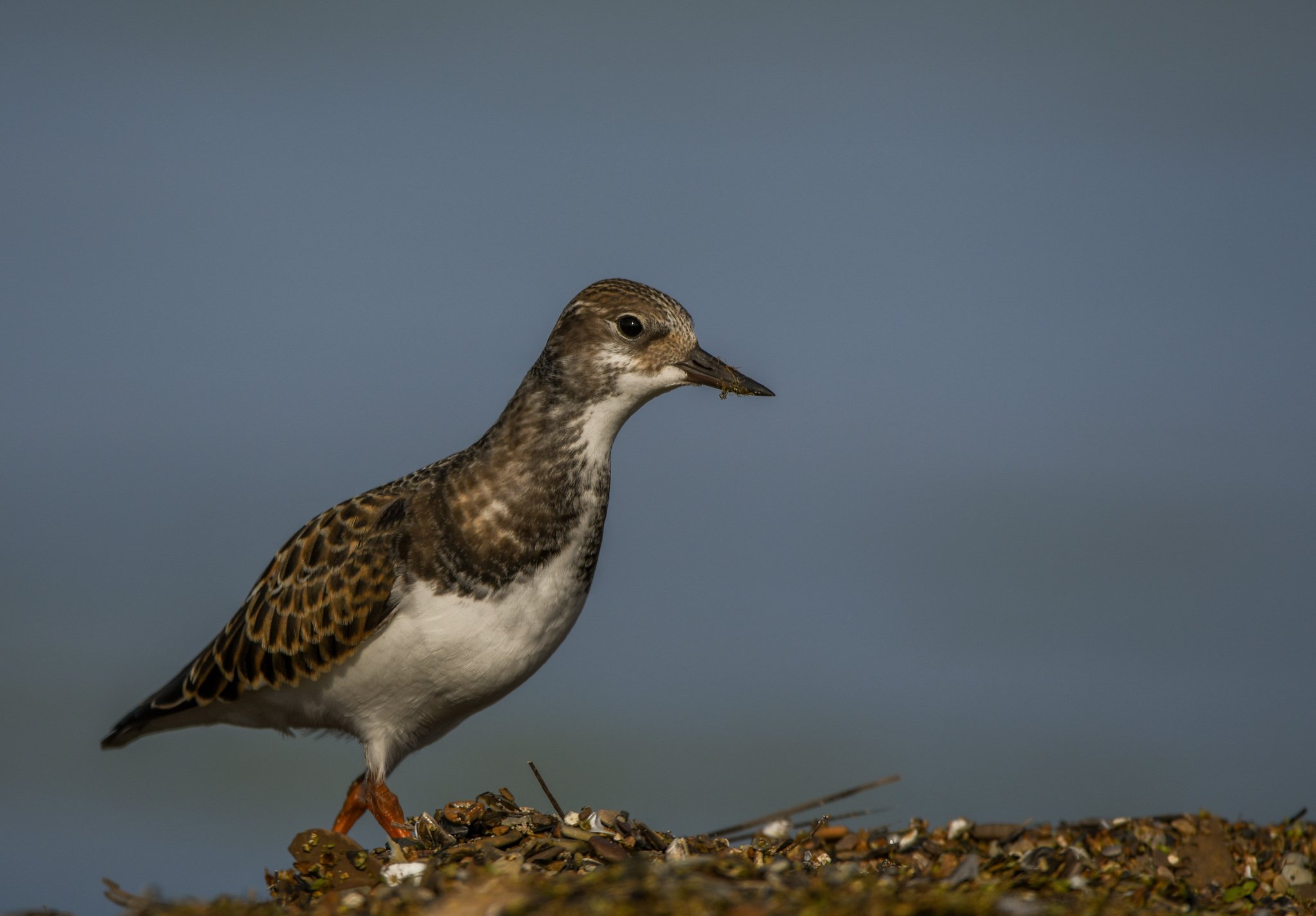 🏞️ 야쓰 갯벌 공원 (야쓰히가타 고엔) 이미지 8